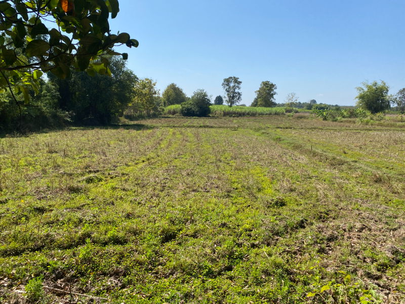 รูป ขายที่นา 9ไร่ 1งาน ****โฉนดครุฑแดง (น.ส.4) ไม่ติดพันธะสัญญาใดๆทั้งสิ้น**** -หลังโรงเรียนบ้านโคกศรีสำราญวังหน้าผา อำเภอกุมภวาปี จังหวัดอุดรธานี - รูปที่ 2/5