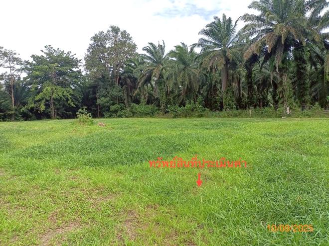 รูป ที่ดินว่างเปล่า สำหรับขาย - เหนือคลอง เหนือคลอง กระบี่ - รูปที่ 10/24