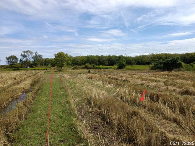 picture LAND for sale  Sakae Satuk Buri Ram - 6/24