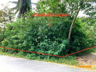 Land for sale Don Sak Surat Thani : LAND for sale  Don Sak Don Sak Surat Thani