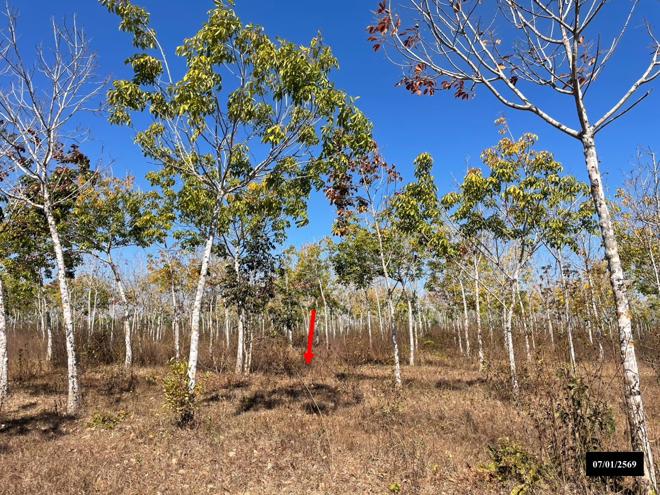 รูป ที่ดินว่างเปล่า สำหรับขาย - ศรีวิชัย วานรนิวาส สกลนคร - รูปที่ 11/32