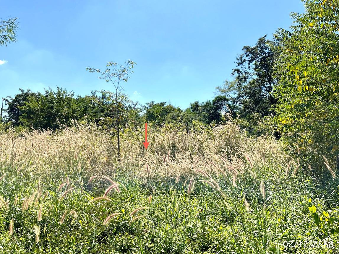 picture LAND for sale  Kut Chomphu Phibun Mangsahan Ubon Ratchathani - 9/14