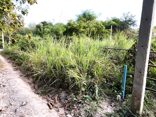 รูป ที่ดินว่างเปล่า สำหรับขาย - นาอ้อ เมืองเลย เลย - รูปที่ 8/24