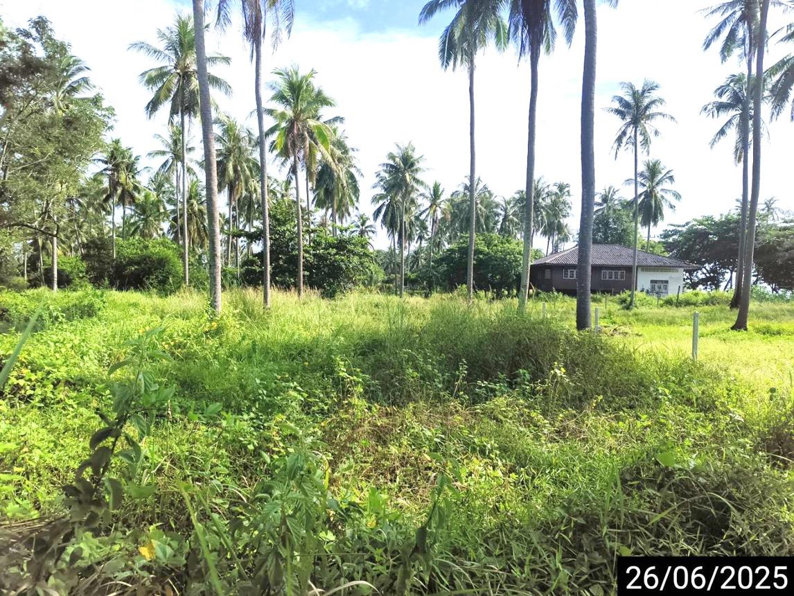 รูป ที่ดินว่างเปล่า สำหรับขาย - บางมะพร้าว หลังสวน ชุมพร - รูปที่ 10/16