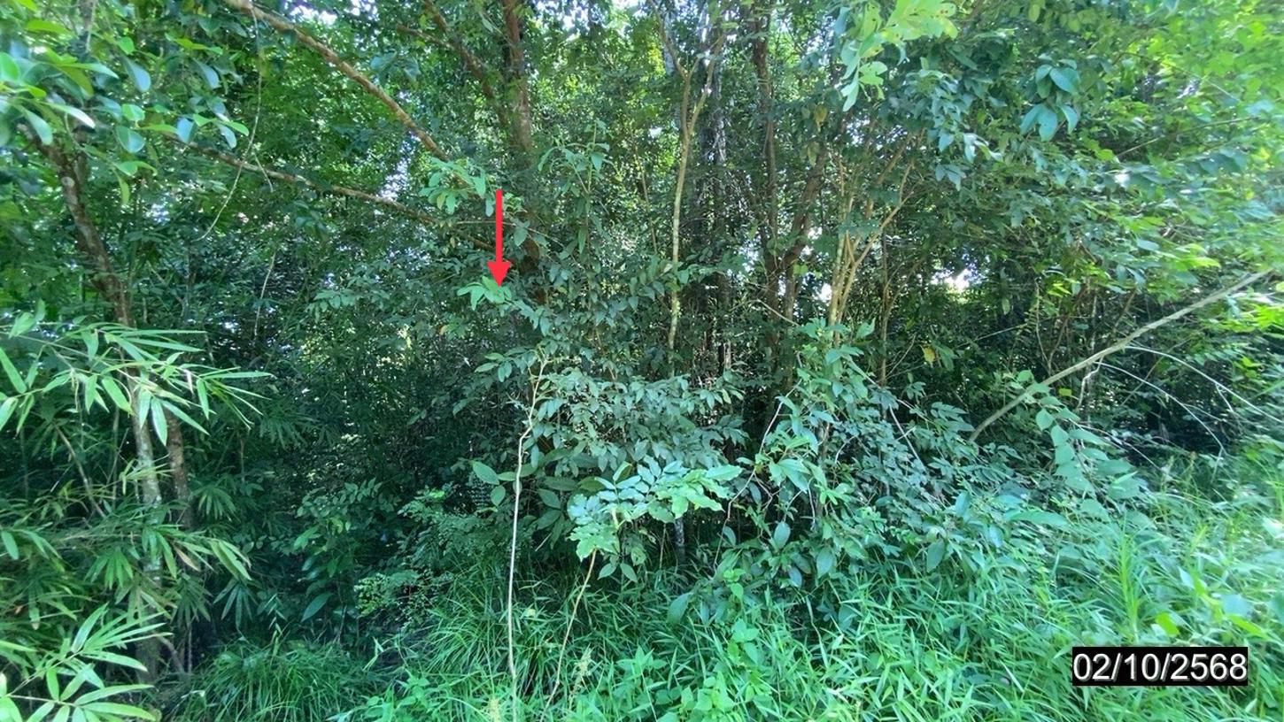 รูป ที่ดินว่างเปล่า สำหรับขาย - วิศิษฐ์ เมืองบึงกาฬ บึงกาฬ - รูปที่ 10/20