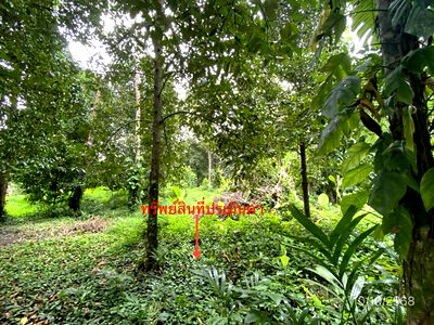 Land for sale Nakhon Sri Thammarat : LAND for sale  Chawang Chawang Nakhon Sri Thammarat