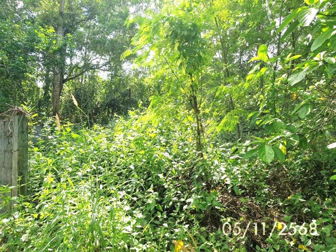 รูป ที่ดินว่างเปล่า สำหรับขาย - ชะอวด ชะอวด นครศรีธรรมราช - รูปที่ 4/14