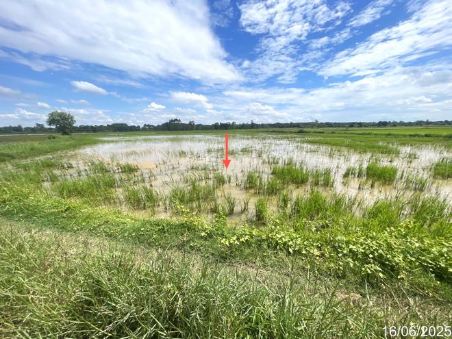 รูป ที่ดินว่างเปล่า สำหรับขาย - หัวขวาง โกสุมพิสัย มหาสารคาม - รูปที่ 5/14