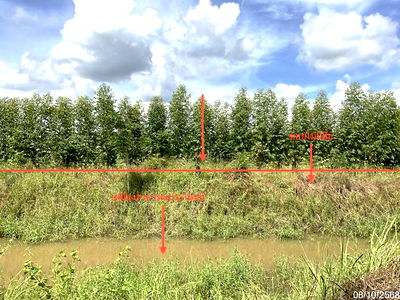 Land for sale Chainat : LAND for sale  Nong Ma Mong Nong Ma Mong Chainat