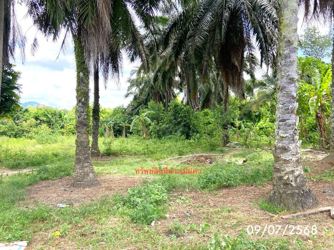 รูป ที่ดินว่างเปล่า สำหรับขาย - ปาดังเบซาร์ สะเดา สงขลา - รูปที่ 18/24