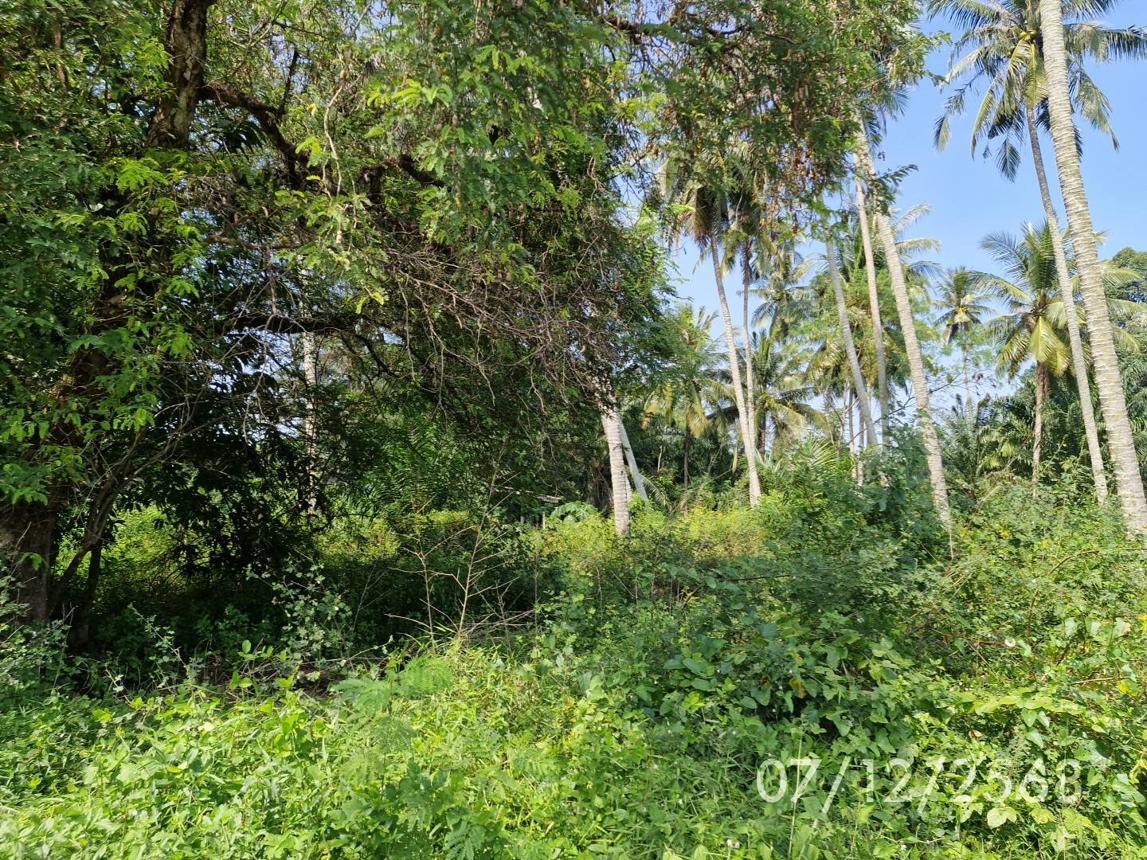 รูป ที่ดินว่างเปล่า สำหรับขาย - หาดสำราญ หาดสำราญ ตรัง - รูปที่ 14/22