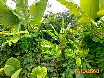 ที่ดินว่างเปล่า สำหรับขาย - กะรน เมืองภูเก็ต ภูเก็ต