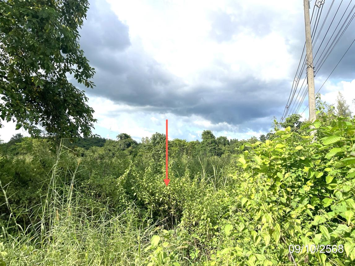 picture LAND for sale  Chon Daen Chon Daen Phetchabun - 12/18