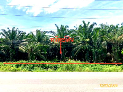 Land for sale Phunphin Surat Thani : LAND for sale  Tha Rong Chang Phunphin Surat Thani