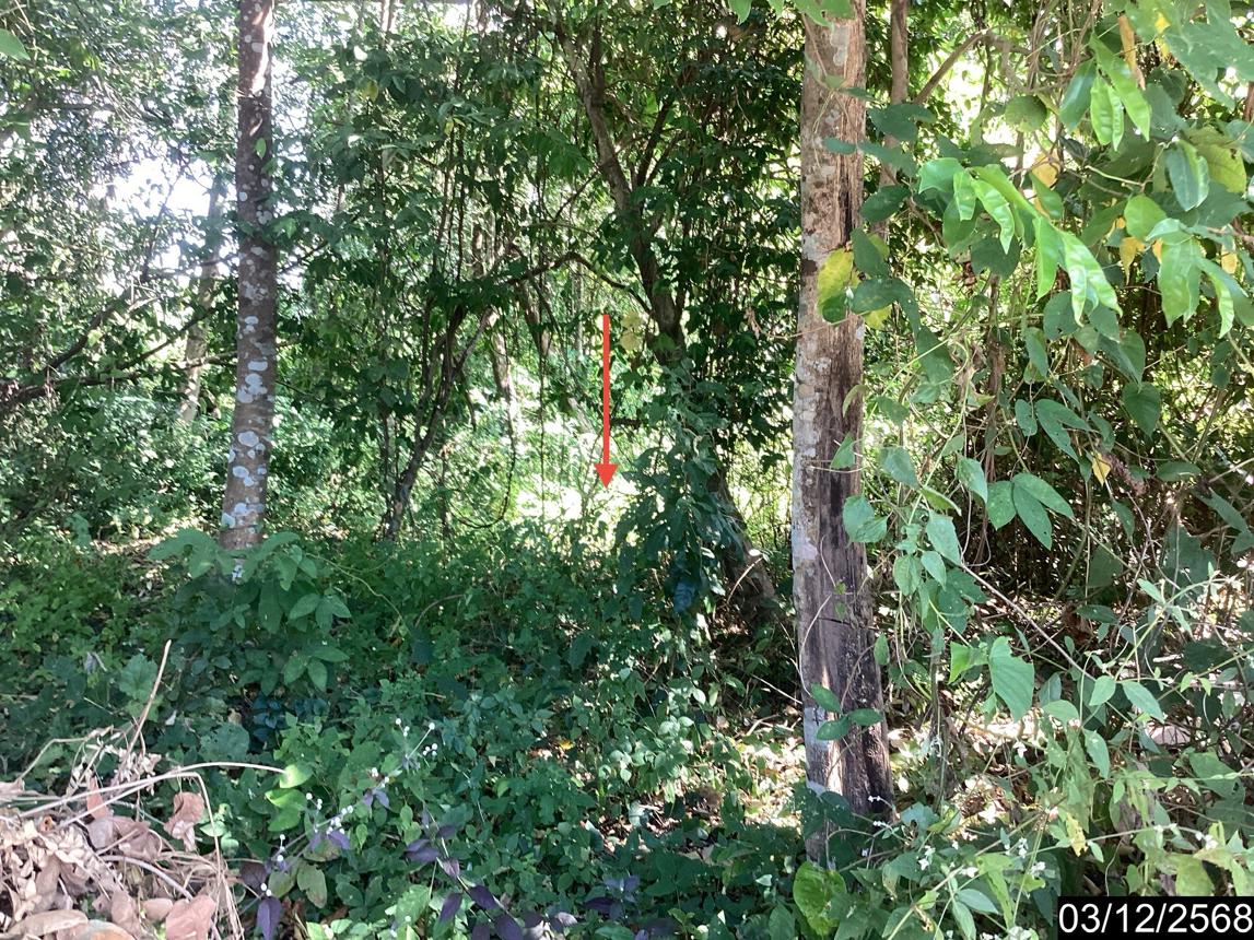 รูป ที่ดินว่างเปล่า สำหรับขาย - บึงกาฬ เมืองบึงกาฬ บึงกาฬ - รูปที่ 16/24