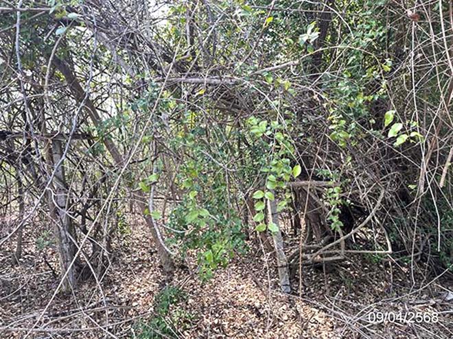 รูป ที่ดินว่างเปล่า สำหรับขาย โครงการบางปะกงริเวอร์ไซค์ แสนภูดาษ บ้านโพธิ์ ฉะเชิงเทรา - รูปที่ 6/24