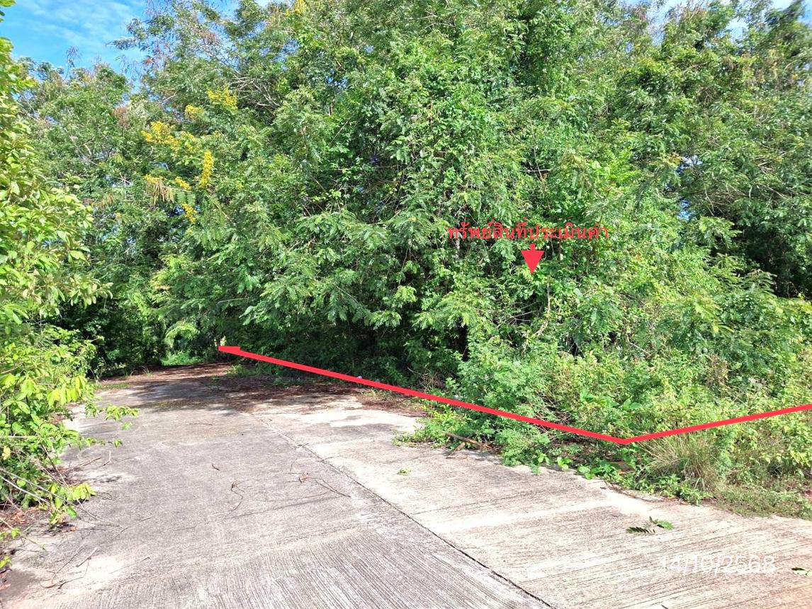 รูป ที่ดินว่างเปล่า สำหรับขาย - แพรกหา ควนขนุน พัทลุง - รูปที่ 8/18