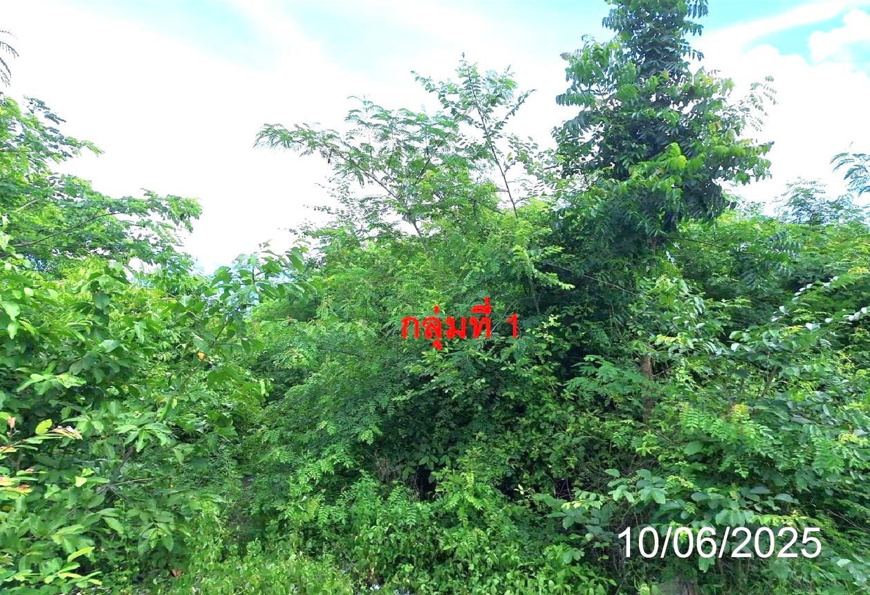 picture LAND for sale  Nam Cho Mae Tha Lamphang - 12/20