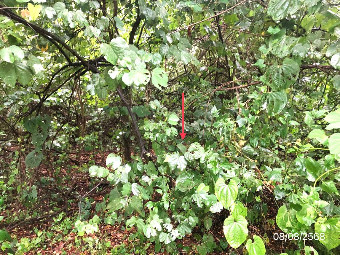 picture LAND for sale  Tha Phon Muang Phetchabun Phetchabun - 21/34