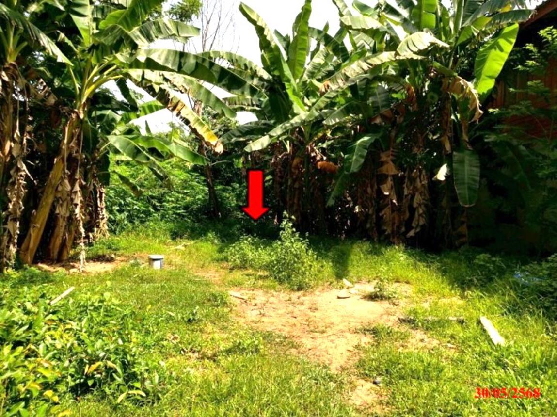 รูป ที่ดินว่างเปล่า สำหรับขาย - ตุยง หนองจิก ปัตตานี - รูปที่ 6/12