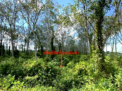 Land for sale Trang : LAND for sale  Ko Pia Yan Ta Khao Trang