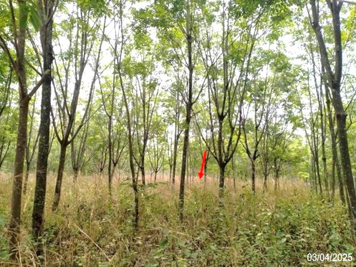 รูป ที่ดินว่างเปล่า สำหรับขาย - โนนสะอาด ศรีบุญเรือง หนองบัวลำภู - รูปที่ 10/14