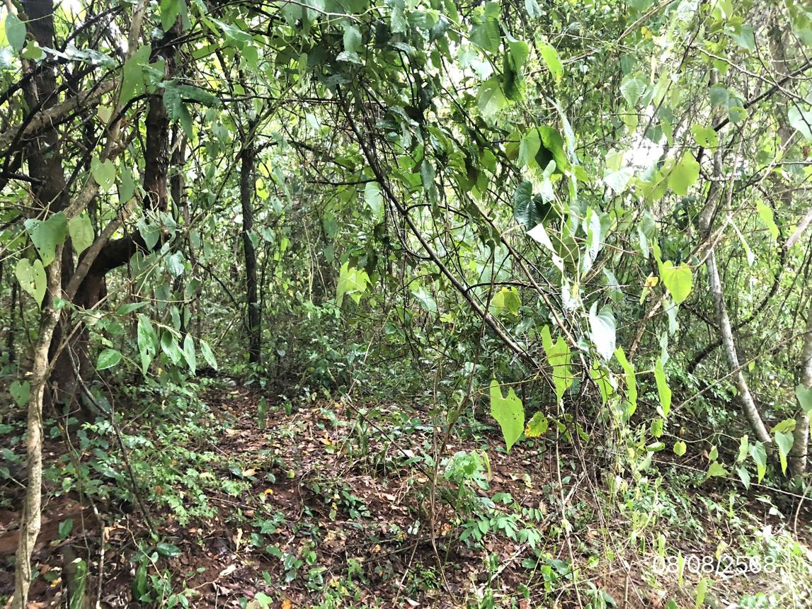 picture LAND for sale  Tha Phon Muang Phetchabun Phetchabun - 30/34