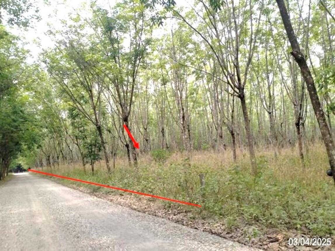 รูป ที่ดินว่างเปล่า สำหรับขาย - โนนสะอาด ศรีบุญเรือง หนองบัวลำภู - รูปที่ 7/14