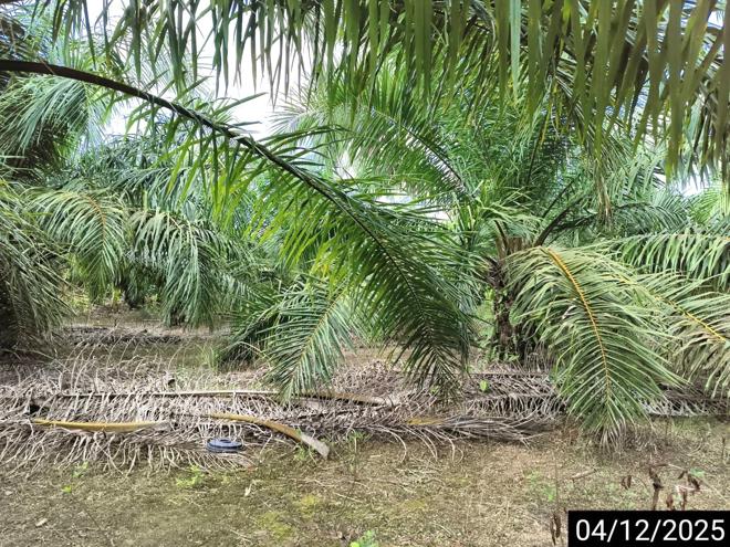 รูป ที่ดินว่างเปล่า สำหรับขาย - คลองศก พนม สุราษฎร์ธานี - รูปที่ 13/30