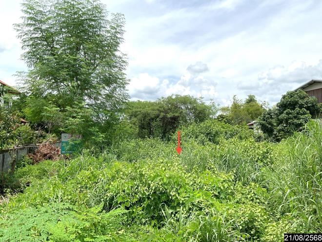 รูป ที่ดินว่างเปล่า สำหรับขาย - ศรีบุญเรือง ศรีบุญเรือง หนองบัวลำภู - รูปที่ 4/14