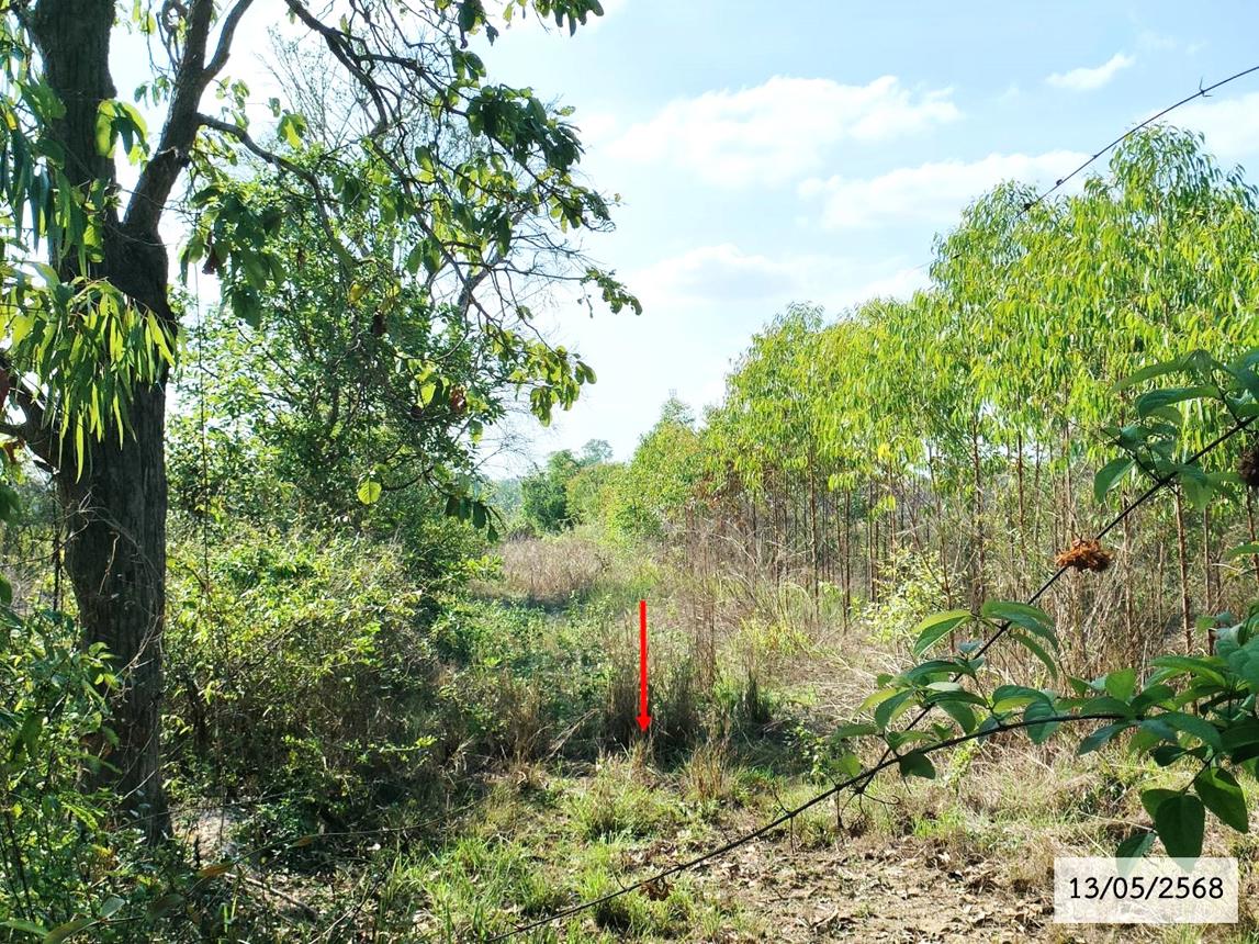 รูป ที่ดินว่างเปล่า สำหรับขาย - หนองย่างชิ้น เรณูนคร นครพนม - รูปที่ 23/36