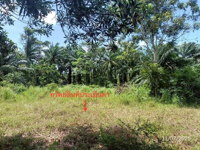 รูป ที่ดินว่างเปล่า สำหรับขาย - วังมะปรางเหนือ วังวิเศษ ตรัง - รูปที่ 4/24