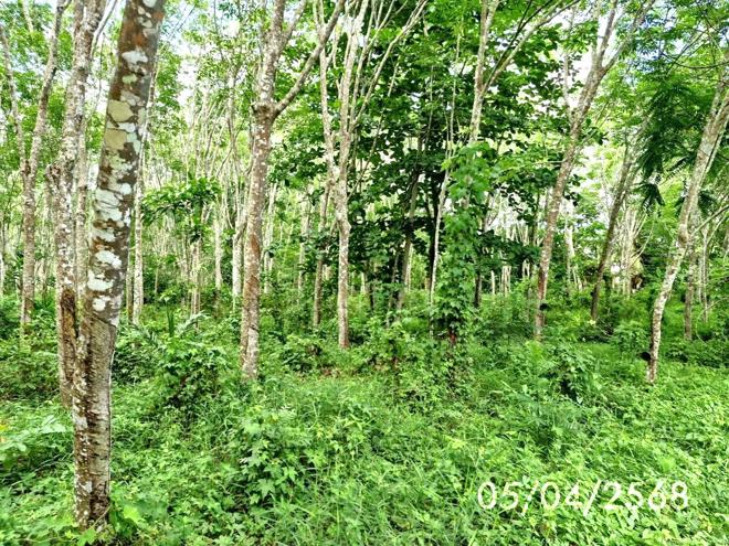 รูป ที่ดินว่างเปล่า สำหรับขาย - เขาโร ทุ่งสง นครศรีธรรมราช - รูปที่ 10/24