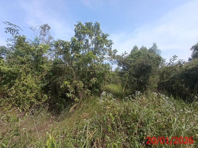 picture LAND for sale  Pian Saba Yoi Songkhla - 5/16