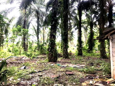 Land for sale Surat Thani : LAND for sale  Khlong Pha Tha Chana Surat Thani