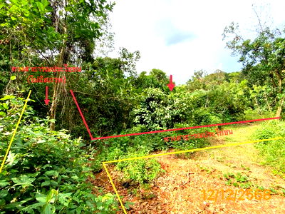 Land for sale Phangnga : LAND for sale  Mae Ya Nang Kao Khura Buri Phangnga