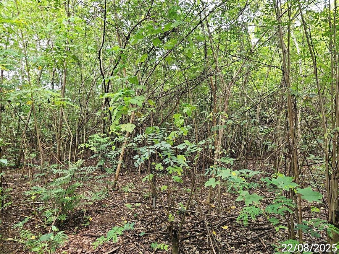 picture LAND for sale Noen Maprang Noen Maprang Phitsanulok - 15/20