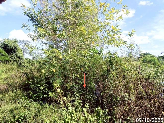 รูป ที่ดินว่างเปล่า สำหรับขาย - เกาะแก้ว เสลภูมิ ร้อยเอ็ด - รูปที่ 4/16