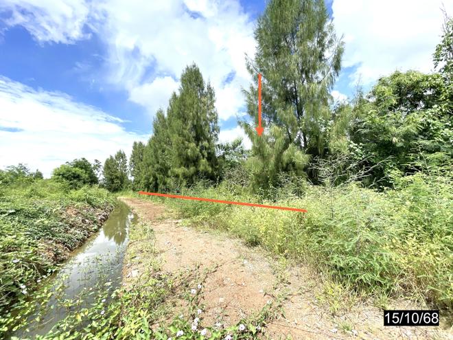 รูป ที่ดินว่างเปล่า สำหรับขาย - หนองบัวใหญ่ จัตุรัส ชัยภูมิ - รูปที่ 2/14