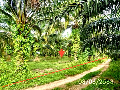 Land for sale Nakhon Sri Thammarat : LAND for sale  Khao Ro Thung Song Nakhon Sri Thammarat