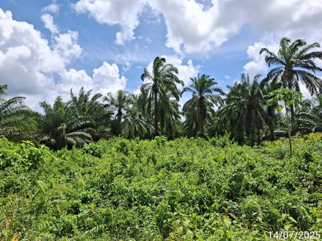 รูป ที่ดินว่างเปล่า สำหรับขาย - ทุ่งยาว ปะเหลียน ตรัง - รูปที่ 6/24