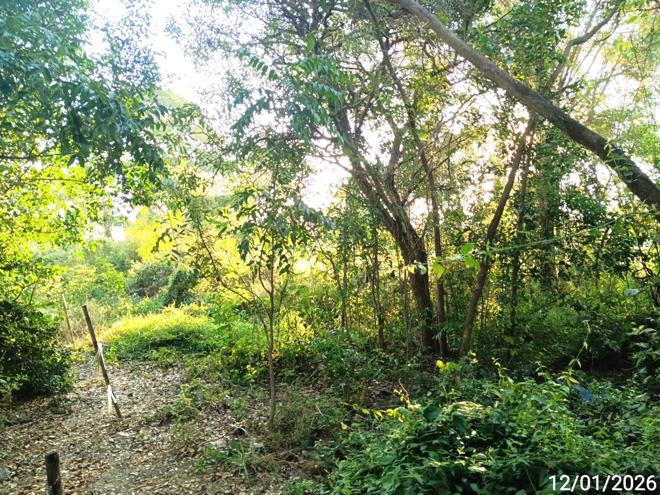 รูป ที่ดินว่างเปล่า สำหรับขาย - บ้านกร่าง กงไกรลาศ สุโขทัย - รูปที่ 4/24