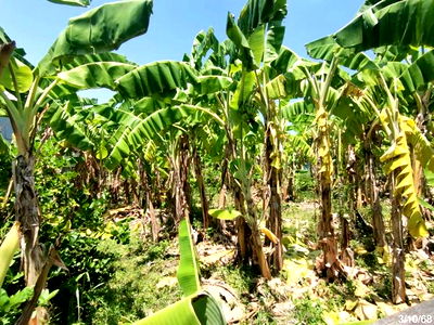 ที่ดินว่างเปล่า สำหรับขาย - หนองแก หัวหิน ประจวบคีรีขันธ์