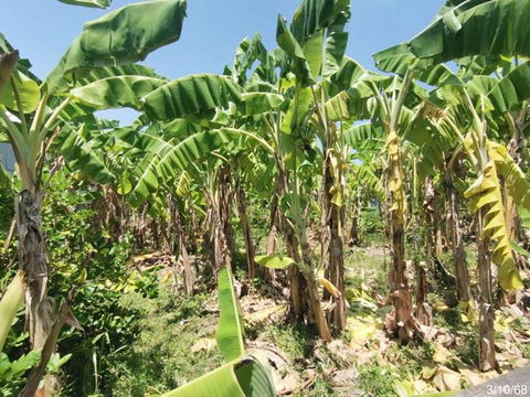 ที่ดินว่างเปล่า สำหรับขาย - หนองแก หัวหิน ประจวบคีรีขันธ์