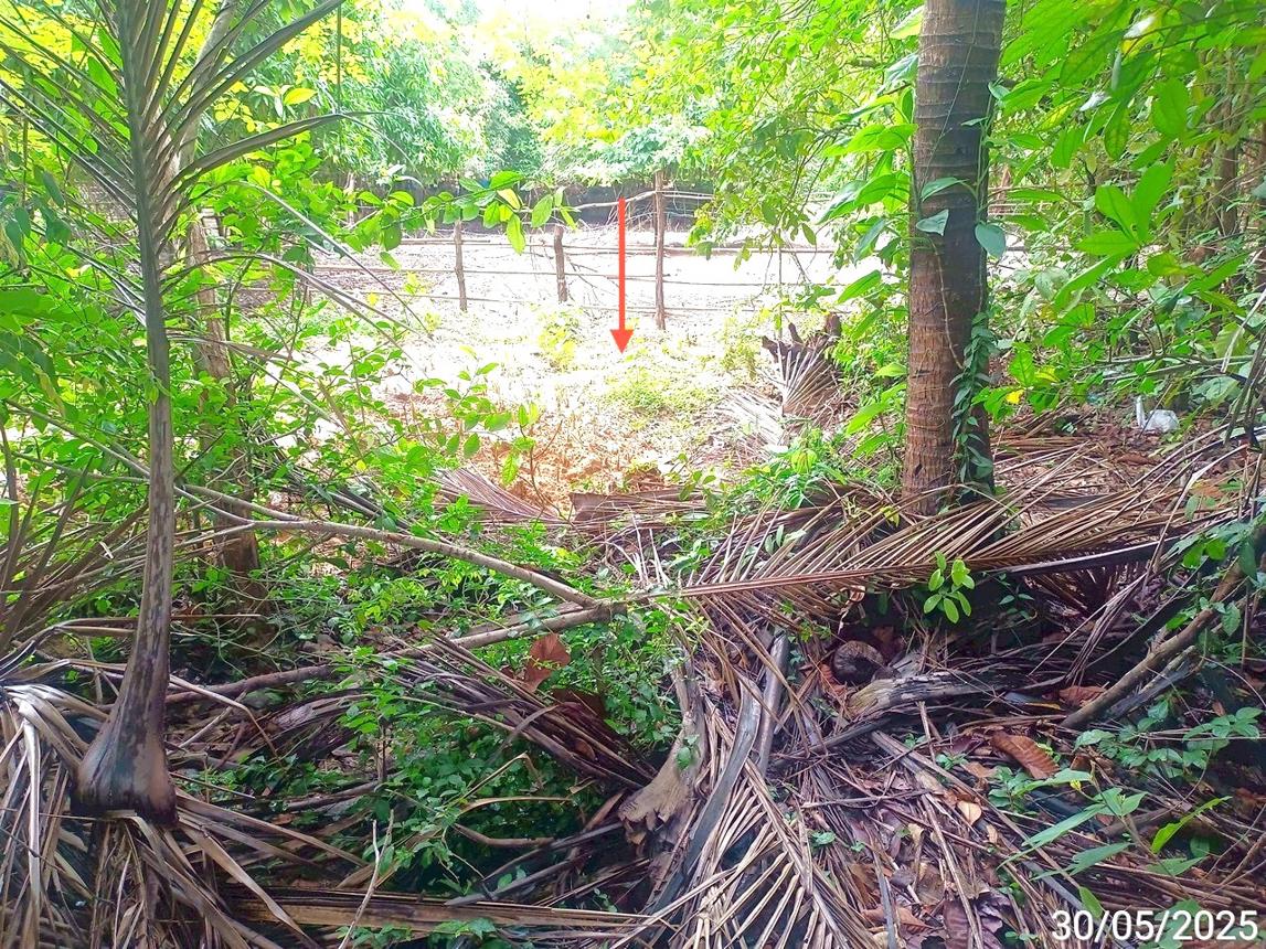 รูป ที่ดินว่างเปล่า สำหรับขาย - ฟ้าหยาด มหาชนะชัย ยโสธร - รูปที่ 9/14