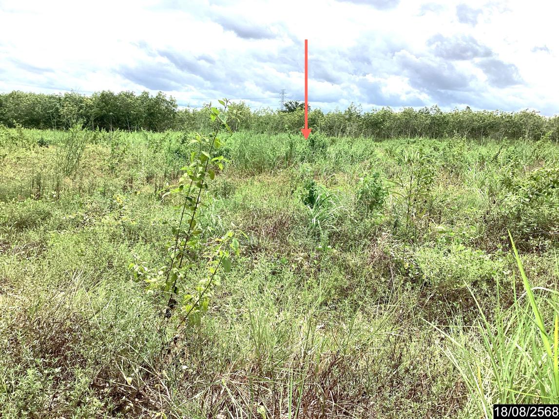 รูป ที่ดินว่างเปล่า สำหรับขาย - โนนสะอาด ศรีบุญเรือง หนองบัวลำภู - รูปที่ 14/24