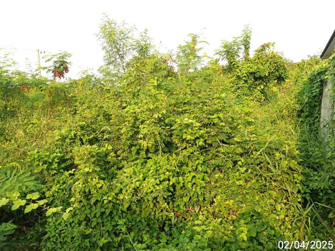 รูป ที่ดินว่างเปล่า สำหรับขาย - หนองไผ่ หนองไผ่ เพชรบูรณ์ - รูปที่ 4/24