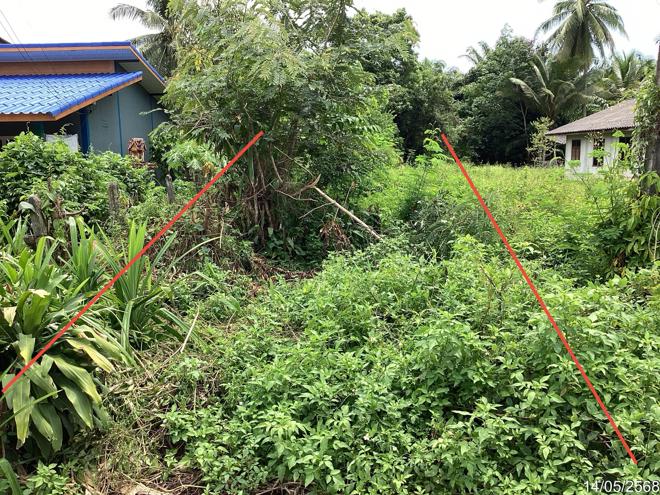 รูป ที่ดินว่างเปล่า สำหรับขาย - ทุ่งนารี ป่าบอน พัทลุง - รูปที่ 5/18