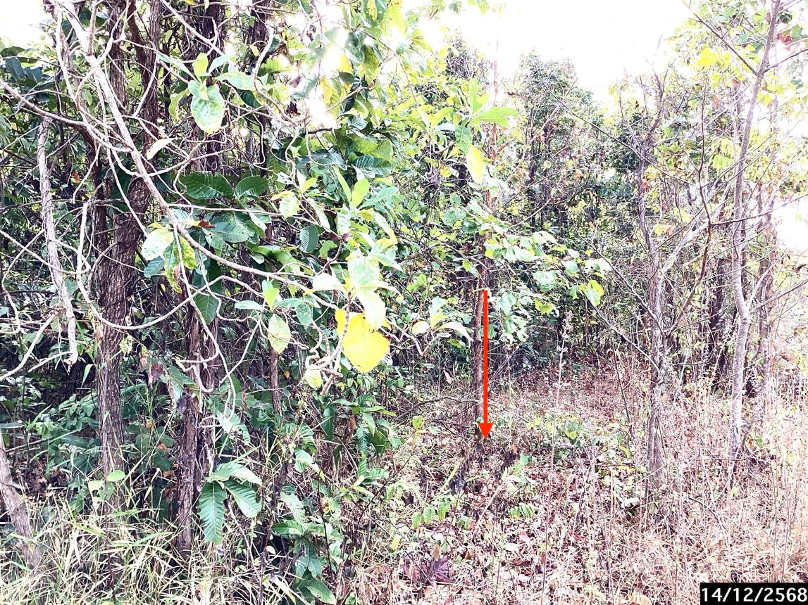 รูป ที่ดินว่างเปล่า สำหรับขาย - บะหว้า อากาศอำนวย สกลนคร - รูปที่ 15/24