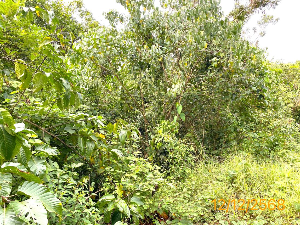 รูป ที่ดินว่างเปล่า สำหรับขาย - คุระ คุระบุรี พังงา - รูปที่ 9/14
